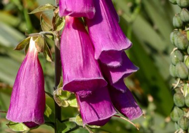 Bu yakın çekim İspanyol yüksükotu 'nun çarpıcı güzelliğini kutluyor. Serin bir bahçe ortamında zengin mor rengini ve eşsiz biçimini vurguluyor..