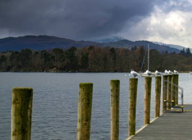 Yosun kaplı tahta direkler üzerinde dinlenen martıların olduğu sakin göl sahnesi. Kara bulutlar uzak karlı dağların ve yeşil ormanların üzerinde asılı..
