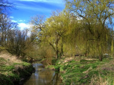 Bahar boyunca Haslam Parkı 'nda yemyeşil söğütler ve çeşitli yeşilliklerle çevrili dolambaçlı bir dere manzarası..