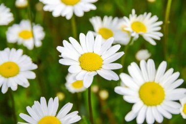 Yeşil bir çayırda güzel güzel açan parlak sarı merkezli narin beyaz papatyaların yakın çekimi..