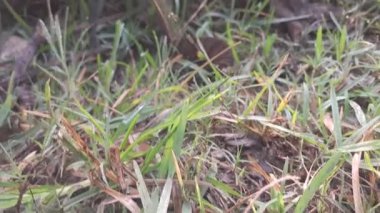 Parlak gökyüzünün altındaki yemyeşil çimlerin sakin sabah manzarası