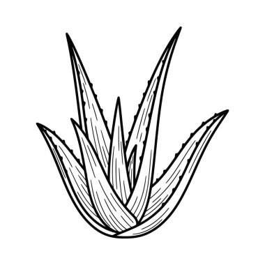 Bir aloe vera bitkisinin belirgin sulu yapraklarını gösteren ayrıntılı siyah beyaz çizgili sanat çizgisi çizimi. Sağlık, güzellik ya da doğa temalı tasarımlar için mükemmel.