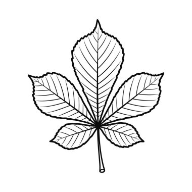 Kestane yaprağının belirgin damarları olan siyah beyaz çizimi. Eğitim materyalleri, doğa temaları ve grafik tasarım projeleri için mükemmel.