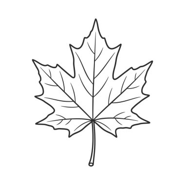 Klasik bir akçaağaç yaprağının ayrıntılı çizgisi çizimi, sonbahar, doğa, eğitim veya grafik tasarım projeleri için idealdir. Temiz, basit vektör biçimi.