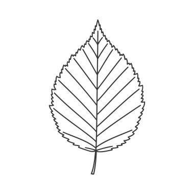 Tek bir botanik yaprağının temiz vektör çizgisi çizimi, hassas damarlar ve tırtıklı kenarlar, çok yönlü grafik tasarım kullanımı için izole edilmiş..