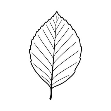 Belirgin damarları ve tırtıklı kenarı olan tek bir yaprağın el çizimi minimalist siyah tasviri. Tasarım için mükemmel.