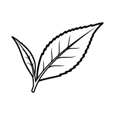 Damgalama, paketleme, web tasarımı veya doğal sağlık kavramları için ideal iki taze çay yaprağının yer aldığı gevrek, temiz ve basit bir taslak vektör çizimi.