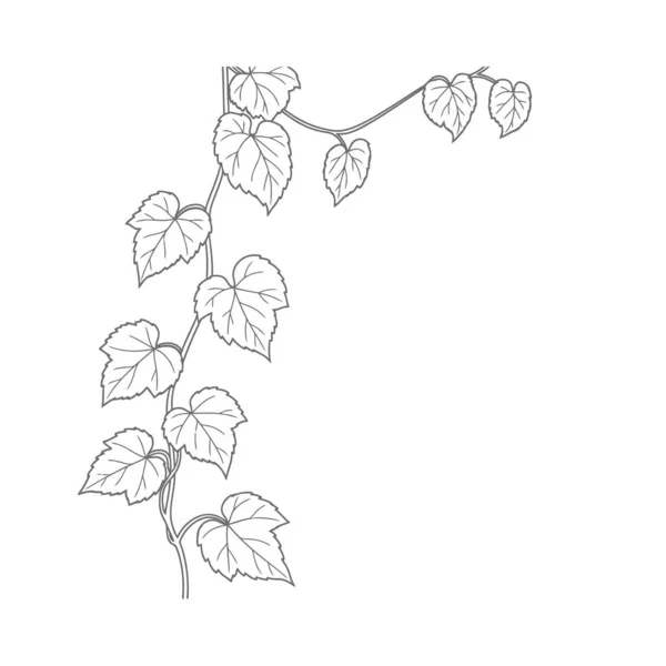 Bu ayrıntılı çizim sanat illüstrasyonunda zarif bir sarmaşık çoklu yapraklarla süslenmiş, zarif tasarım unsurları ve doğal temalı projeler için mükemmel..