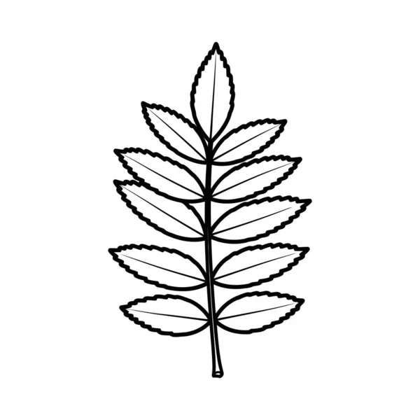 Tırtıklı kenarları olan bir bileşik yaprağın minimalist siyah tasviri. Beyaz arka planda izole edilmiş, botanik tasarımlar, doğa temaları veya dekoratif unsurlar için mükemmel..