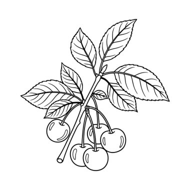 Yapraklı bir kiraz dalının basit siyah beyaz çizimi. Dalın üzerinde birkaç kiraz var. Görüntü temiz ve minimalist, beyaz bir arkaplanda izole edilmiş..