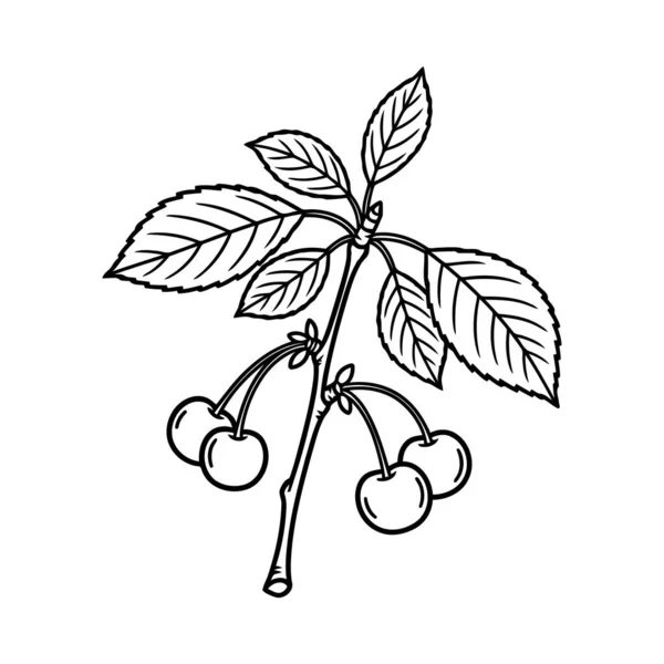 Yapraklı ve olgun kirazlı narin bir kiraz dalı siyah ve beyaz renkle gösterilir. Görüntü yazın özünü ve bu sevgili meyvenin tatlılığını yansıtıyor..