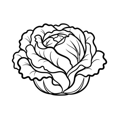 Taze lahana kafasının ayrıntılı siyah-beyaz çizgisi çizimi, sağlıklı yemek, yemek pişirme, market temaları ve bahçe tasarımları için mükemmel..
