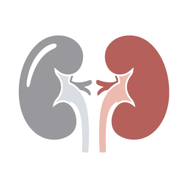 Renal sistemin temel organlarını tasvir eden stilize insan böbrekleri çizimi. Tıbbi, eğitimsel ve sağlıkla ilgili içerik veya bilgi grafikleri için mükemmel.