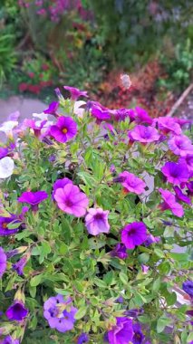 Küçük sinekkuşu yaz çiçeklerini büyüler. Küçük sinekkuşu büyüler yaz çiçeklerini