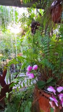 Bereketli yeşil ormanlar kristal berraklığında nehirler ve şelalelerle buluşarak Asya 'nın göbeğindeki egzotik hayvanlar için bir cennet yaratıyor..