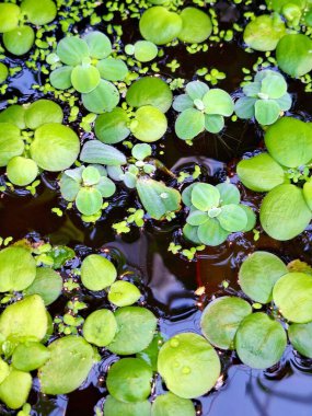 Bereketli yeşil ormanlar kristal berraklığında şelalelerle buluşarak Asya 'nın göbeğinde egzotik çiçekler için bir cennet yaratıyor..