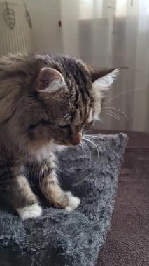 Kedi Tekir Gaston, komik ve tatlı, kedi sütü adımları