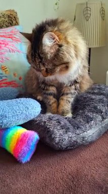 Kedi Tekir Gaston, komik ve tatlı, kedi sütü adımları