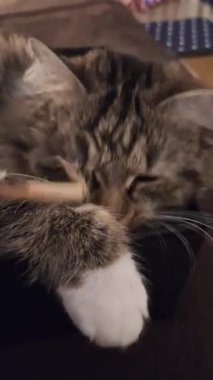 Kedi Tekir Gaston, neşeli ve tatlı bir şekilde oynuyor..