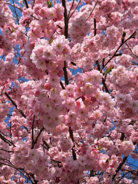 Beyaz kiraz ağaçları ve Sakura Zürih 'te çiçek açmış bir cennet. Sakura, kiraz ağaçları. Baharın en güzel deneyimi. Muhteşem manzarası ve güzel anları var..