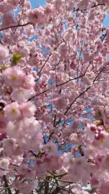 Sakura, kiraz ağaçları. Baharın en güzel deneyimi. Muhteşem manzarası ve güzel anları var..