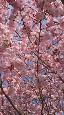Sakura, kiraz ağaçları. Baharın en güzel deneyimi. Muhteşem manzarası ve güzel anları var..