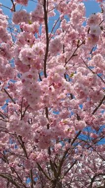 Sakura, kiraz ağaçları. Baharın en güzel deneyimi. Muhteşem manzarası ve güzel anları var..