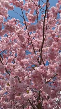 Sakura, kiraz ağaçları. Baharın en güzel deneyimi. Muhteşem manzarası ve güzel anları var..