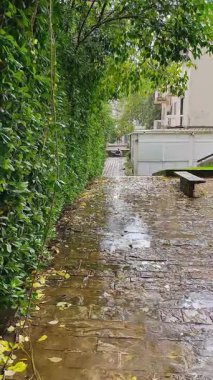 narrow hedge-lined pathway slick with water. urban green corridor framed by tall trimmed hedges, wet cobblestones dotted with fallen leaves, puddles
