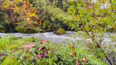 low-angle view of fast river rapids with mossy rocks and grassy meadow foreground, autumn leaves and energetic current, immersive