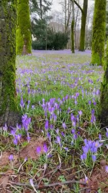 Lowangle crocus ön planı yosunlu ağaç gövdeleri tarafından çerçevelenmiş, yumuşak mor halı uzak tepe örtüsüne, sinematik kompozisyona götürür