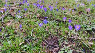 Mor halılar çimlerin üzerinde, küçük menekşe çiçeklerinin yakın çekimleri, taze yeşil bıçaklar, yosun toprağı ve dağınık kahverengi yapraklar.