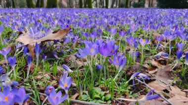 Kahverengi Yaprak Mor Kırmız Halıların Arasında Dinleniyor Panoramik Kapalı Çekim Yoğun Menekşe Çiçekleri Dağılmış Yaprak Kiri ve Yosun Gövdeleri