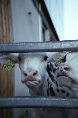 Güneşli bir sonbahar gününde İsviçre Alplerinde İki İnek