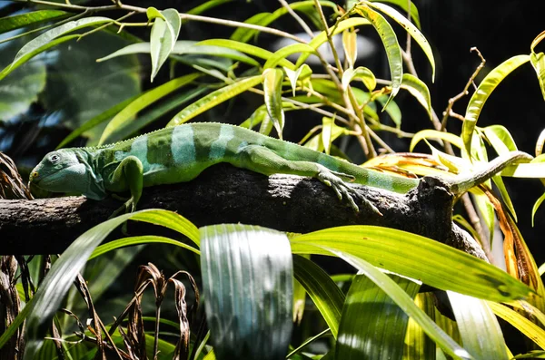 dal güzel Iguana