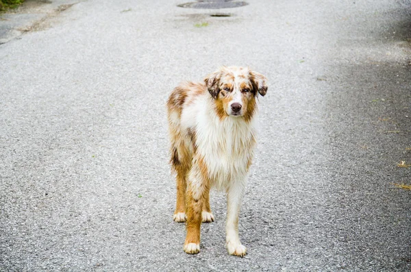 Güzel köpek arıyorum