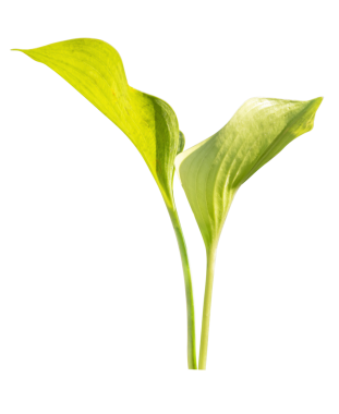 Kalpler Kralı çalılık ağacı, Homalomena Rubescens Kunth