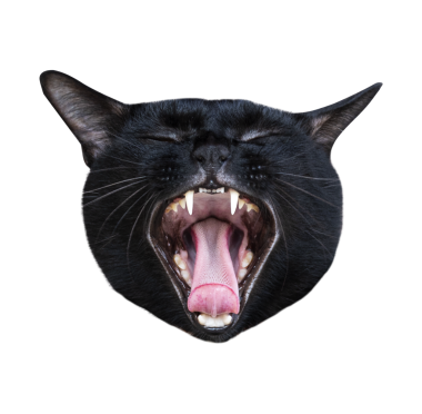  Kara kedi, aç ağzını.