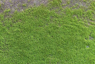 Beton zeminde yeşil yosun