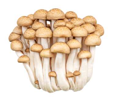 Shimeji mantarını hazırla.