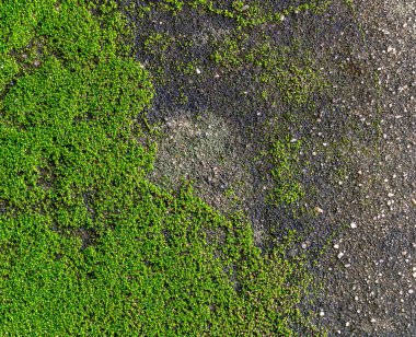 Beton duvarda yosun lekeleri var..