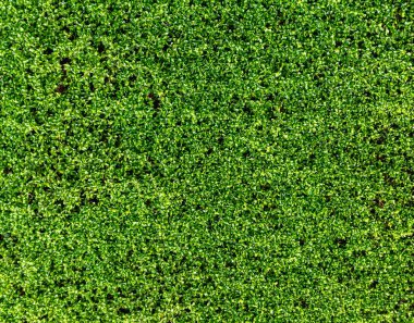 Çimento duvarında yeşil yosun