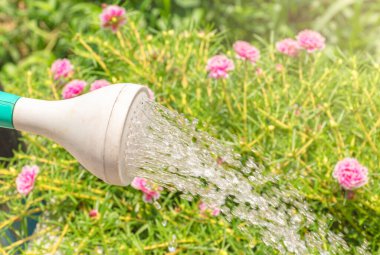 Su damlası ve pembe çiçek arkaplanlı yeşil sulama kutusu
