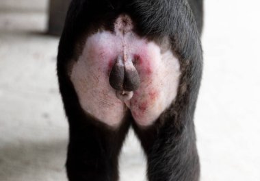 Ameliyattan sonra erkek siyah kedi