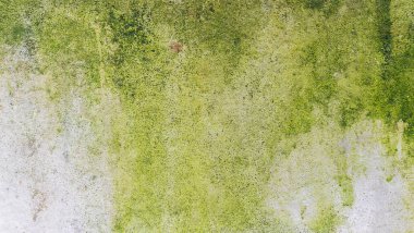 Çimento duvarında yeşil yosun