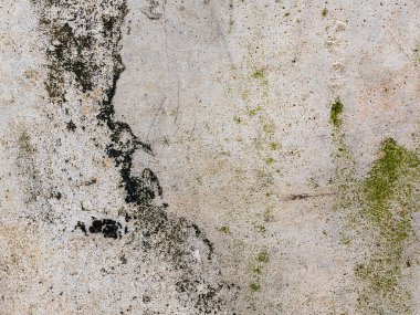 Yeşil yosunlu gri beton duvar