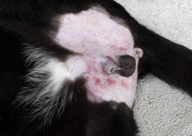 Ameliyattan sonra erkek siyah kedi