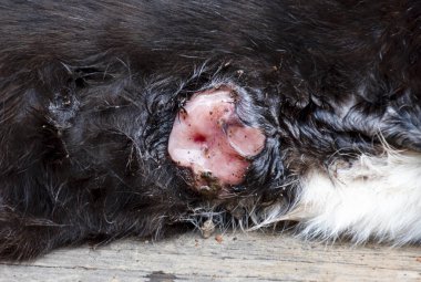 Kara kedi yaralanmış.