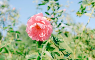 Yakından bakınca, yeşil yapraklarla çevrili büyük, pembe bir gül, parlak mavi bir gökyüzüne karşı sergileniyor..