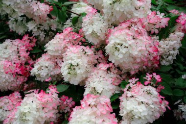 Yeşil yapraklar arasında sayısız pembe ve beyaz ortanca çiçeğinin yakın çekimi.